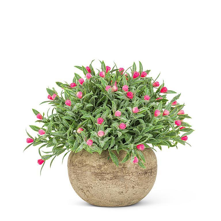 Little Pink Buds Potted Plant