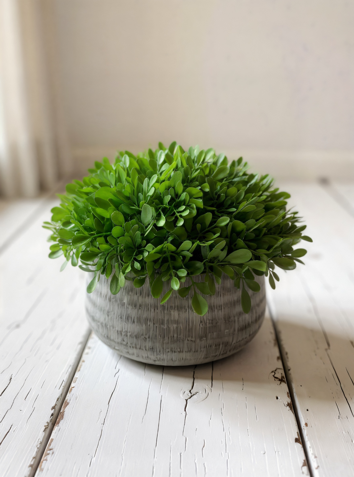 Boxwood in Rustic Cement Pot