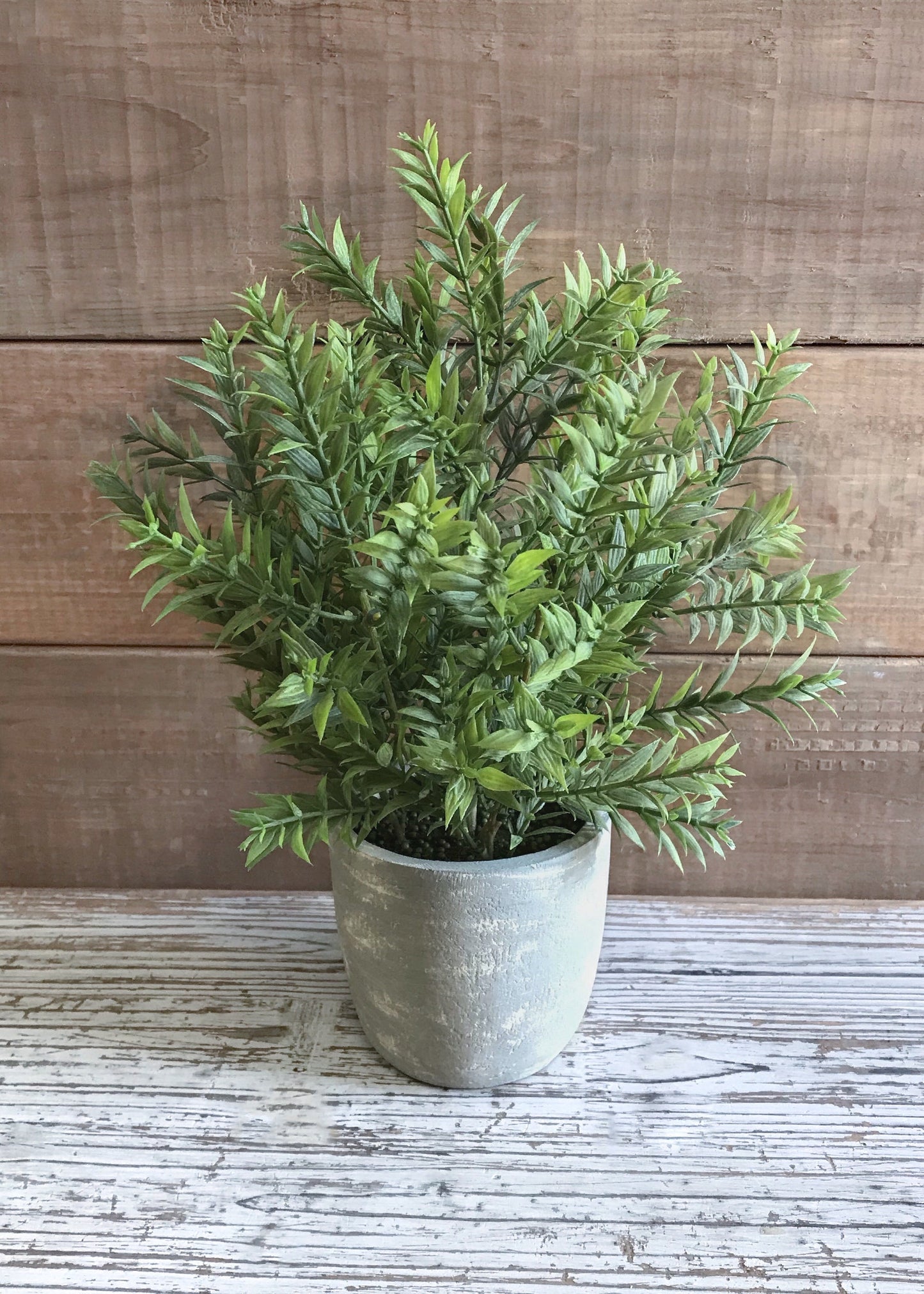 8” Potted Mini-Bamboo