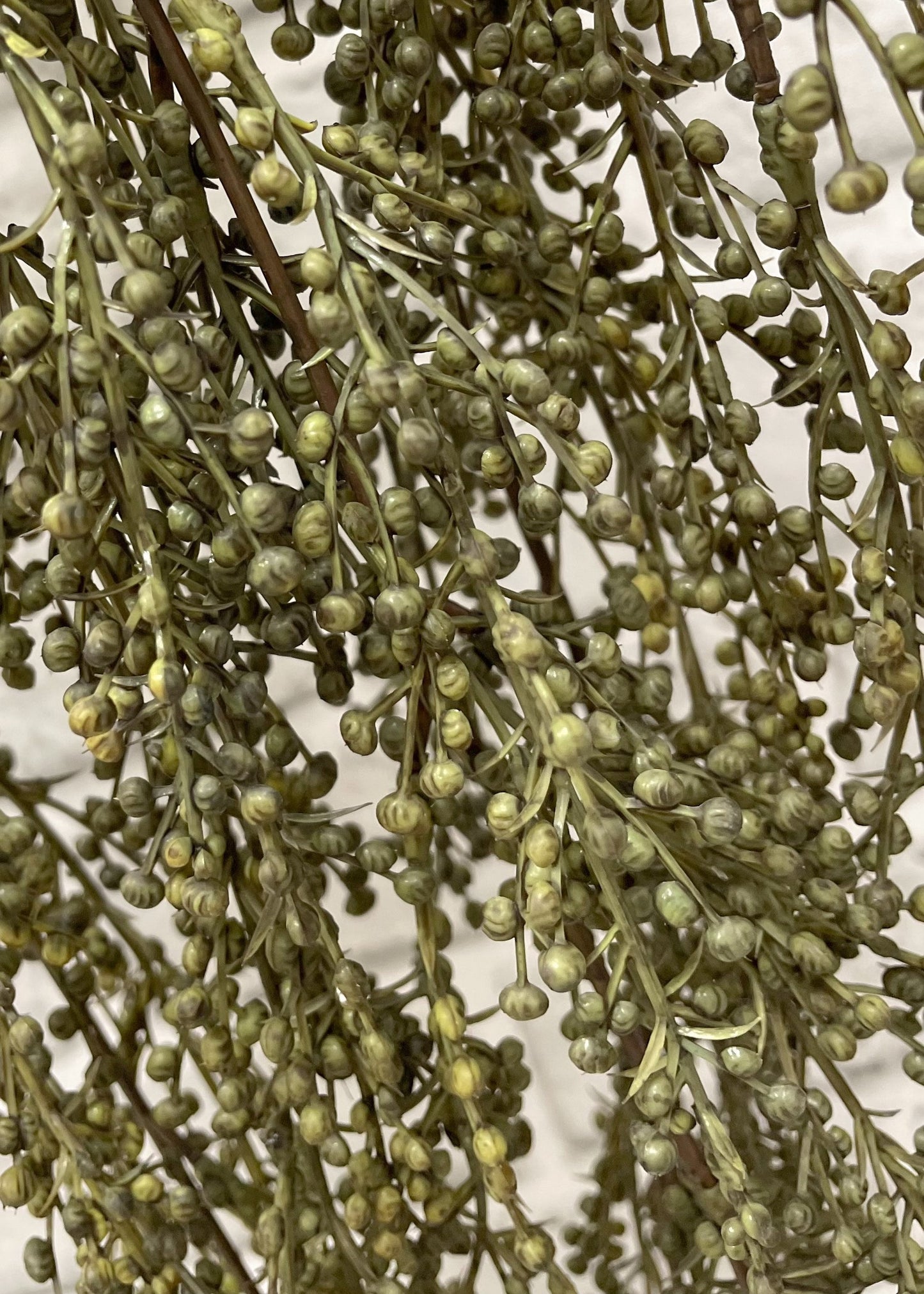 18” Green Pepperberry Bush