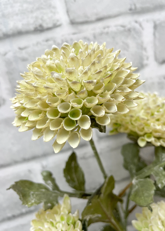 Cream Scabious Spray