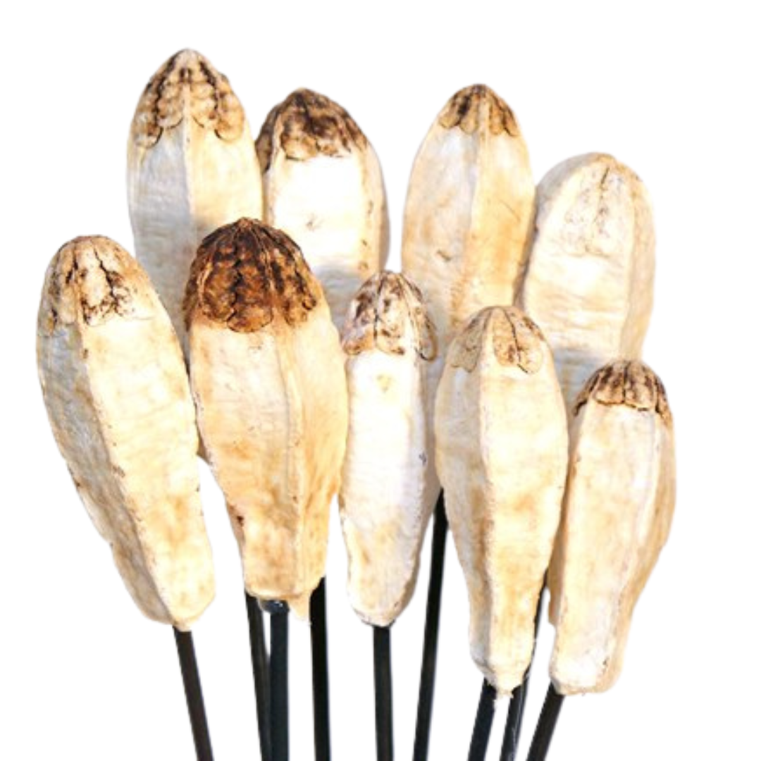 Mahogany Pods - Bleached