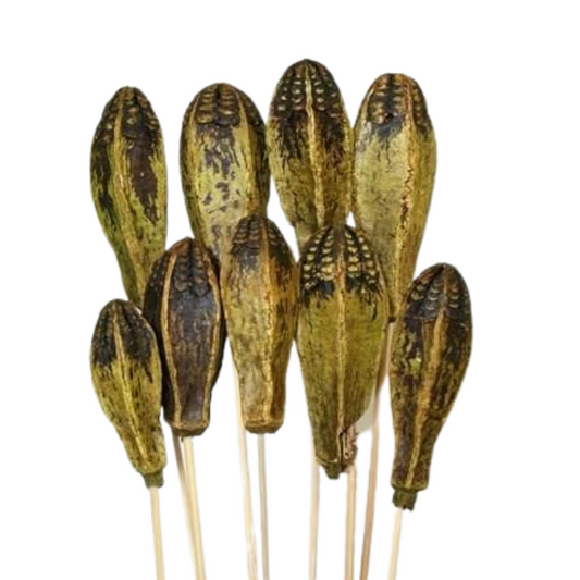 Mahogany Pods - Moss Green