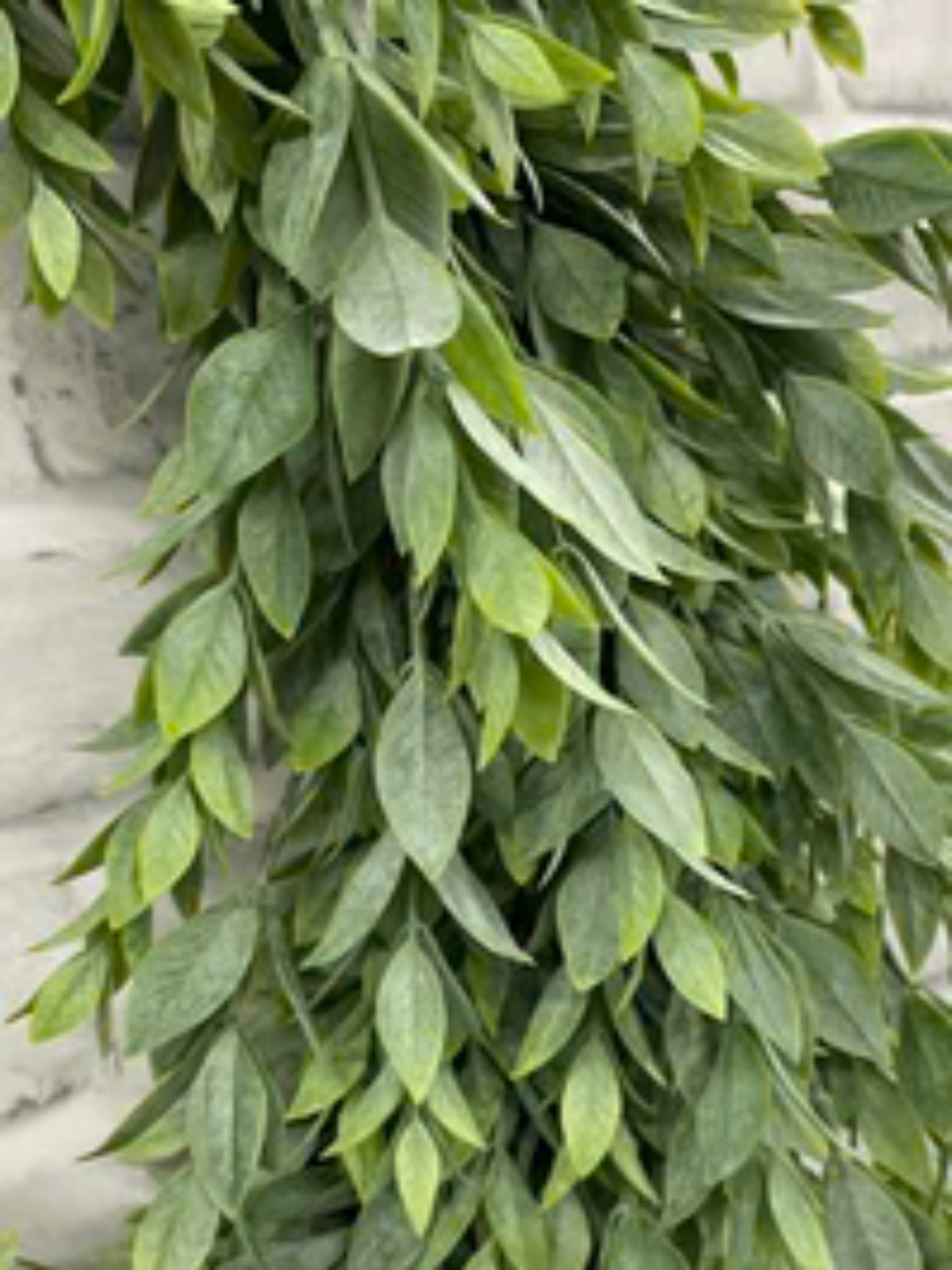 Whimsical Ruscus Wreath