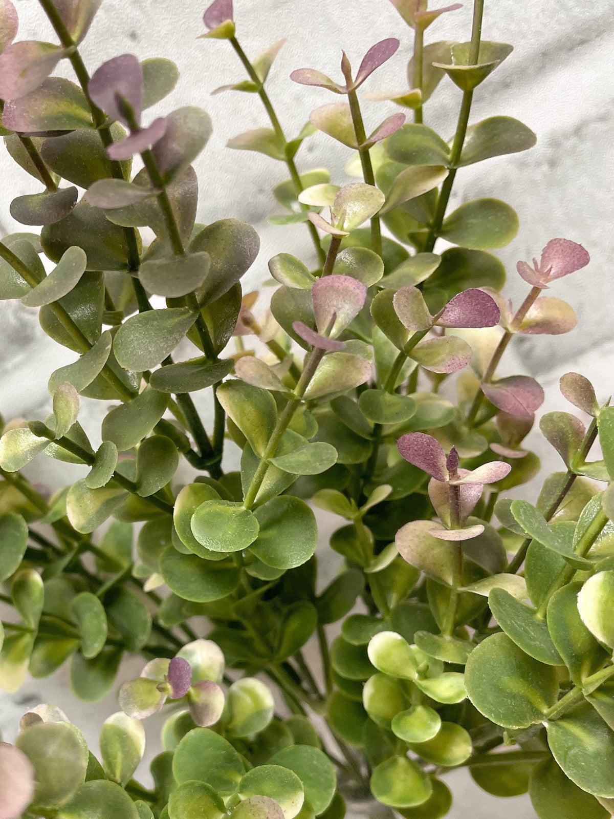 Burgundy Green 10” Eucalyptus Bush