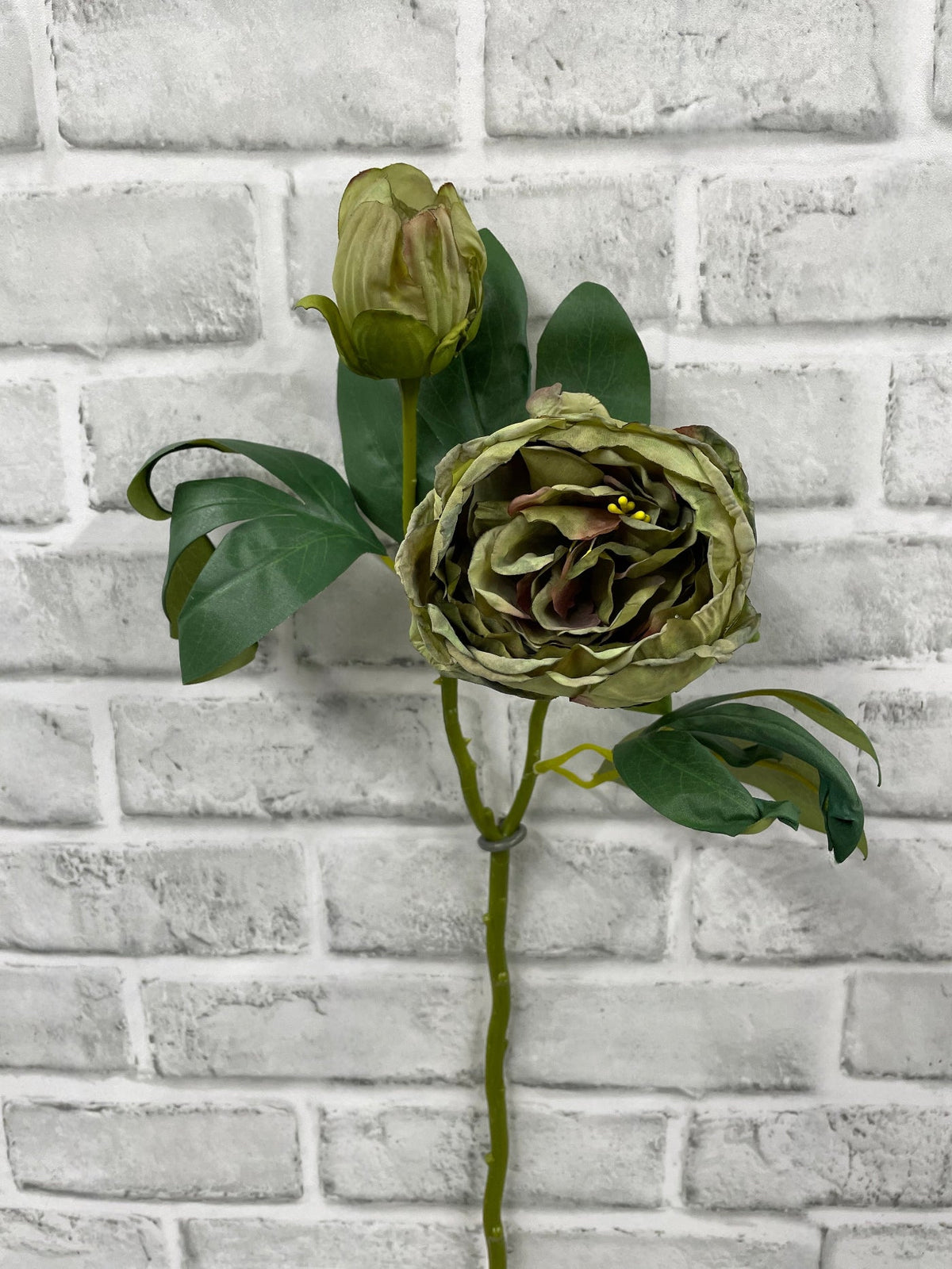 British Peony