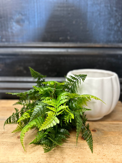 Mini Fern