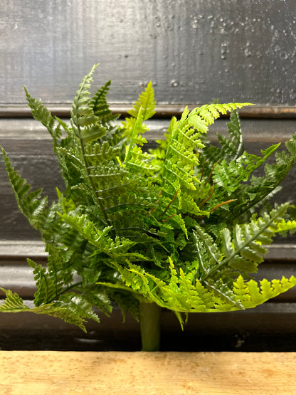 Mini Fern