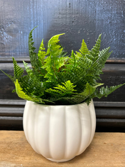 Mini Fern