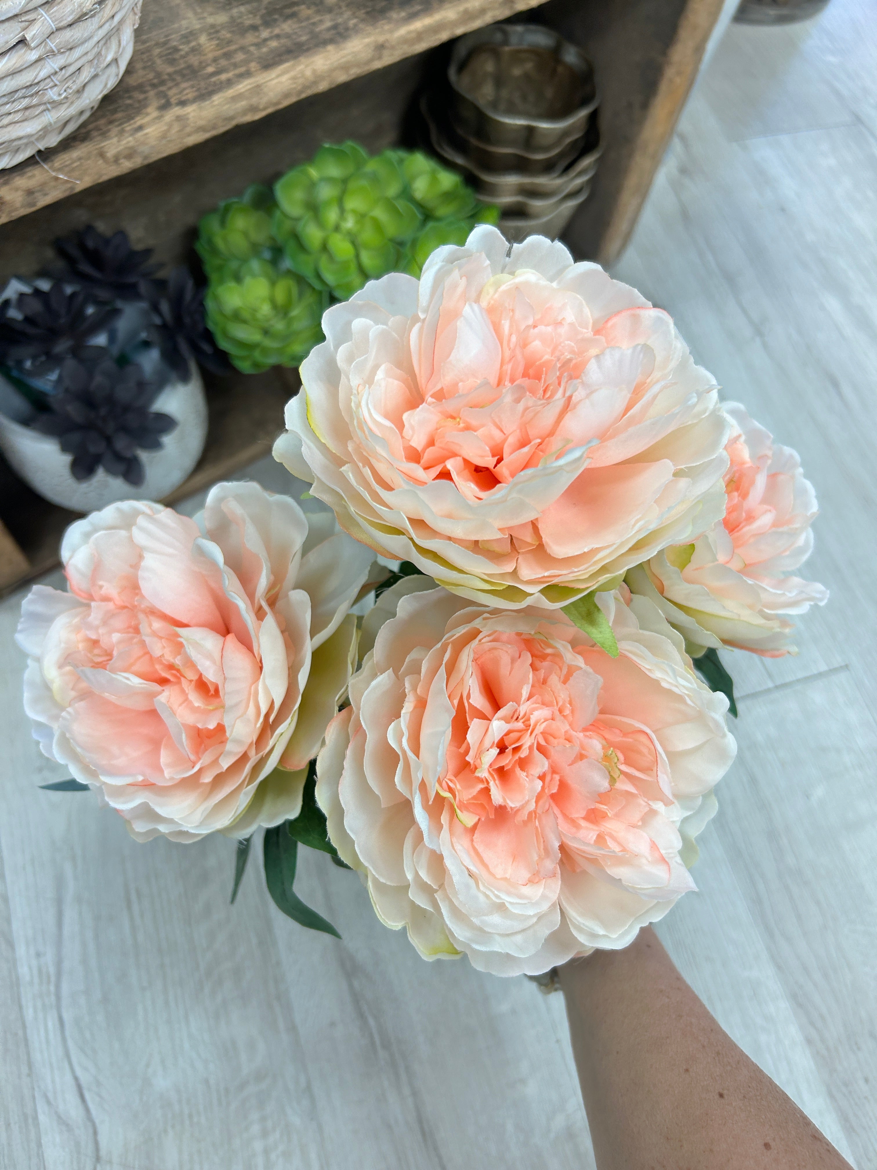 Coral Peony Bush