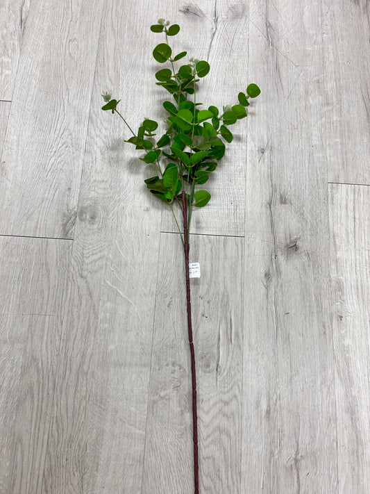 Lime-lite Eucalyptus