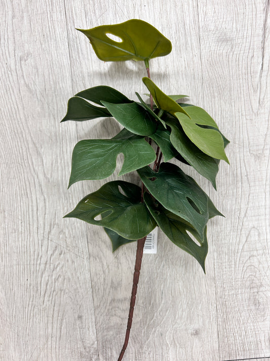 Swiss Cheese Plant