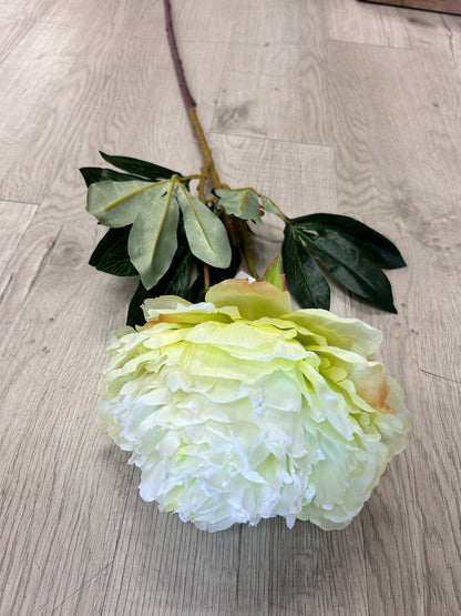 Lime-Lite Peony