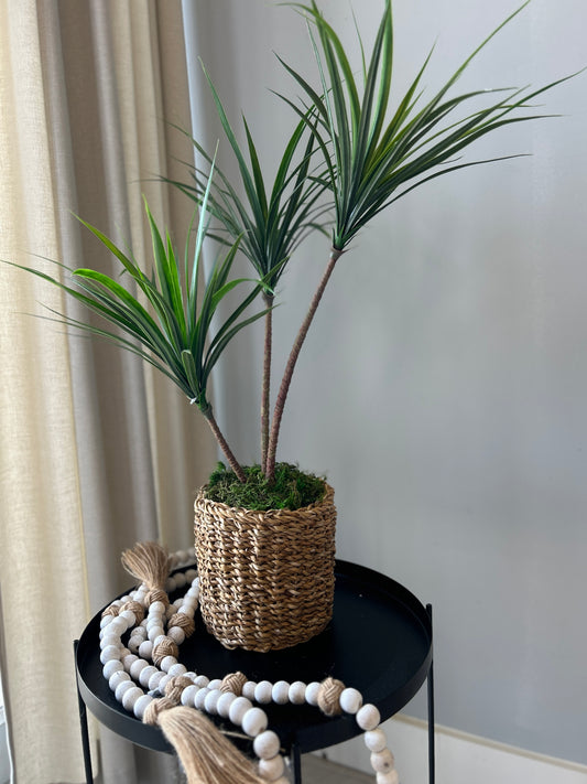 Yucca Tree