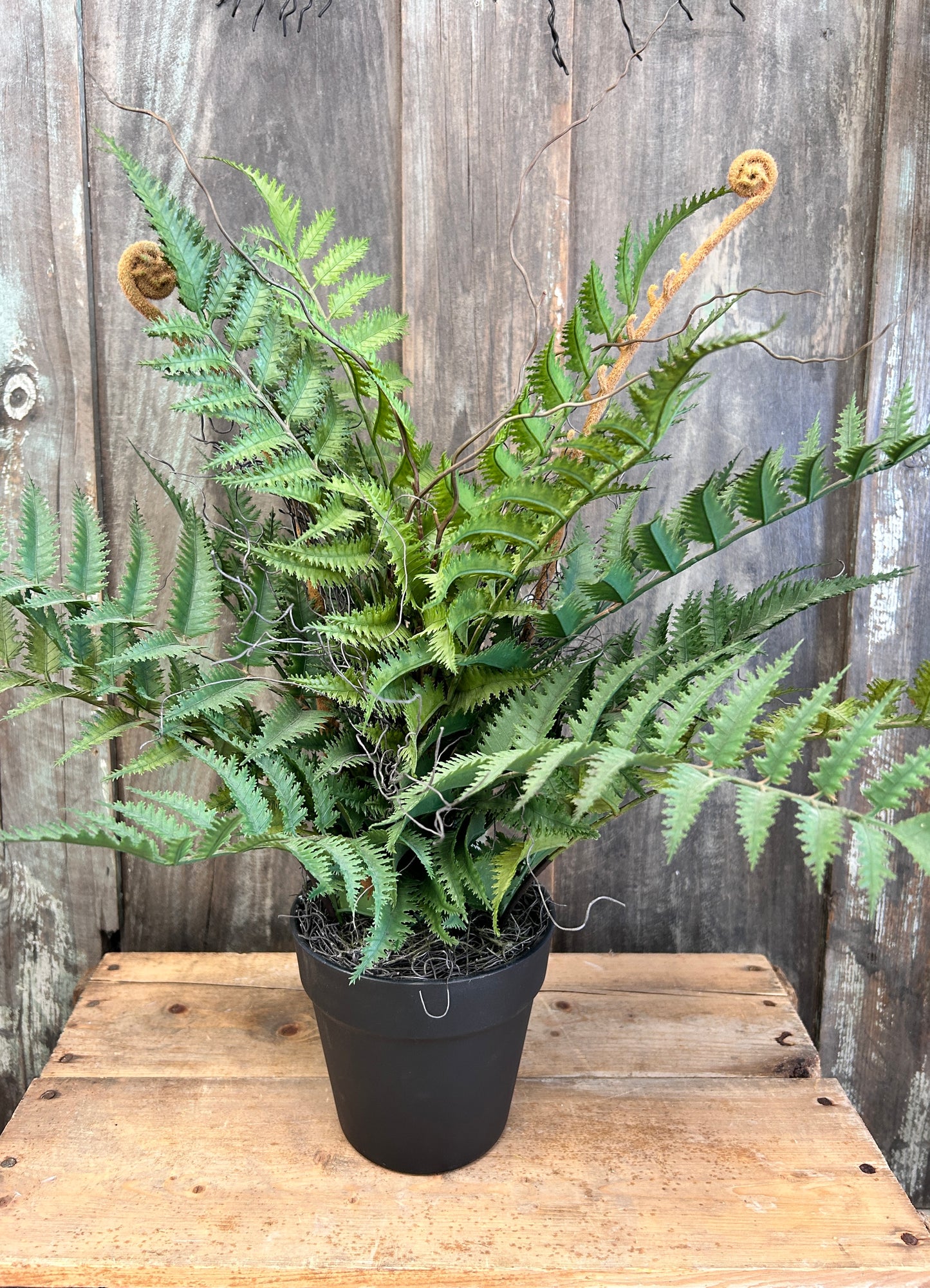 Potted Fern