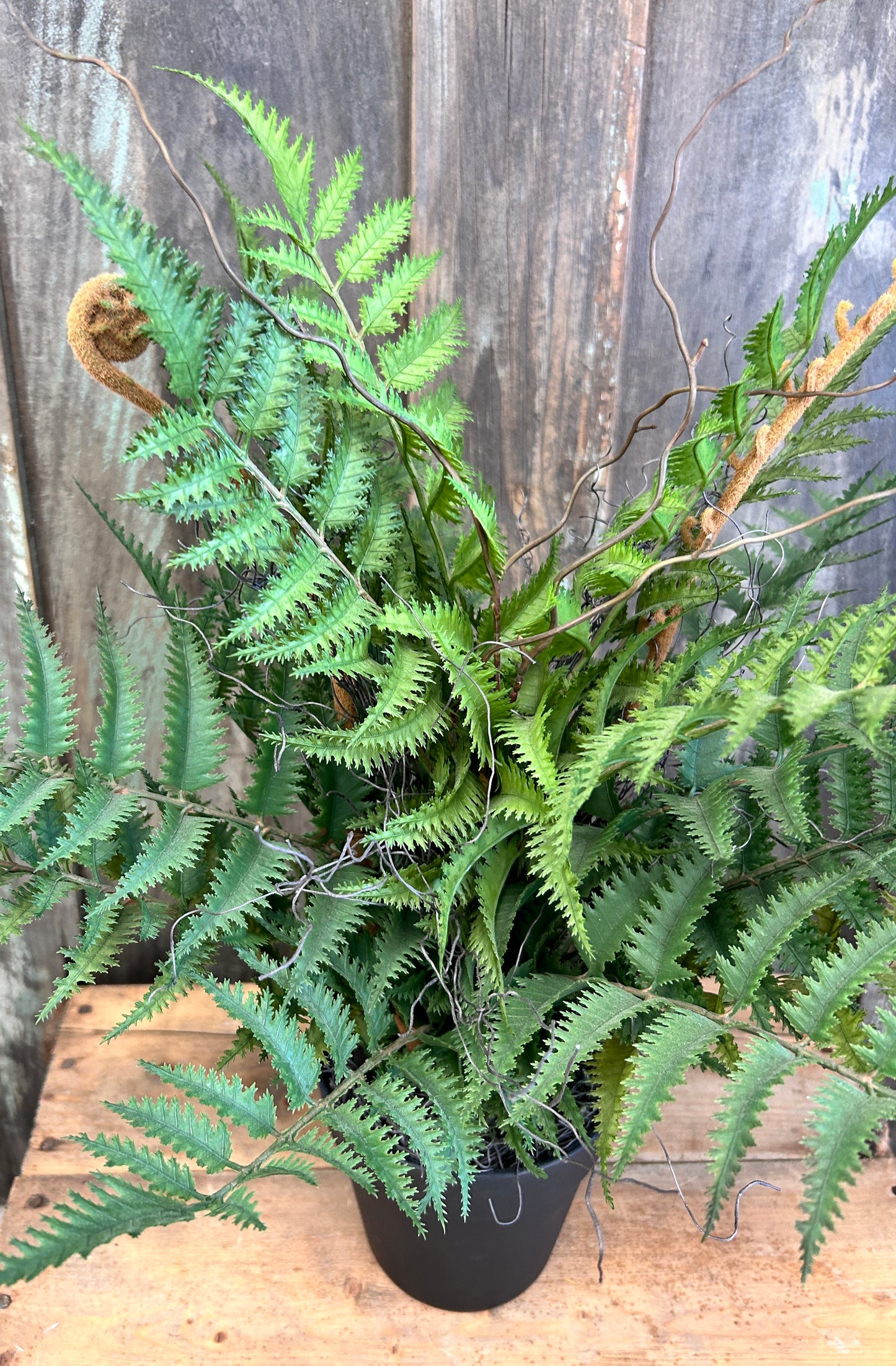 Potted Fern