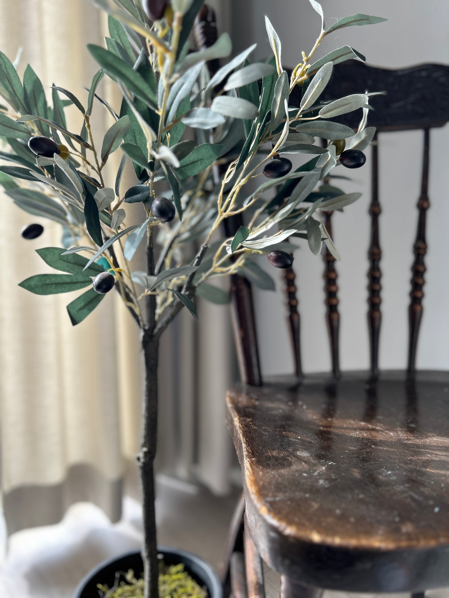 Potted Olive Tree