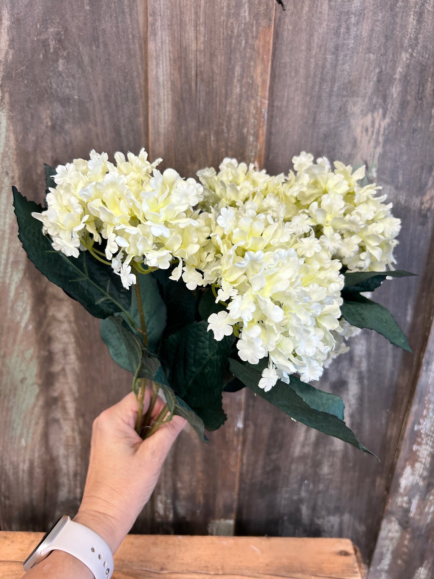 Cream Hydrangea Bush