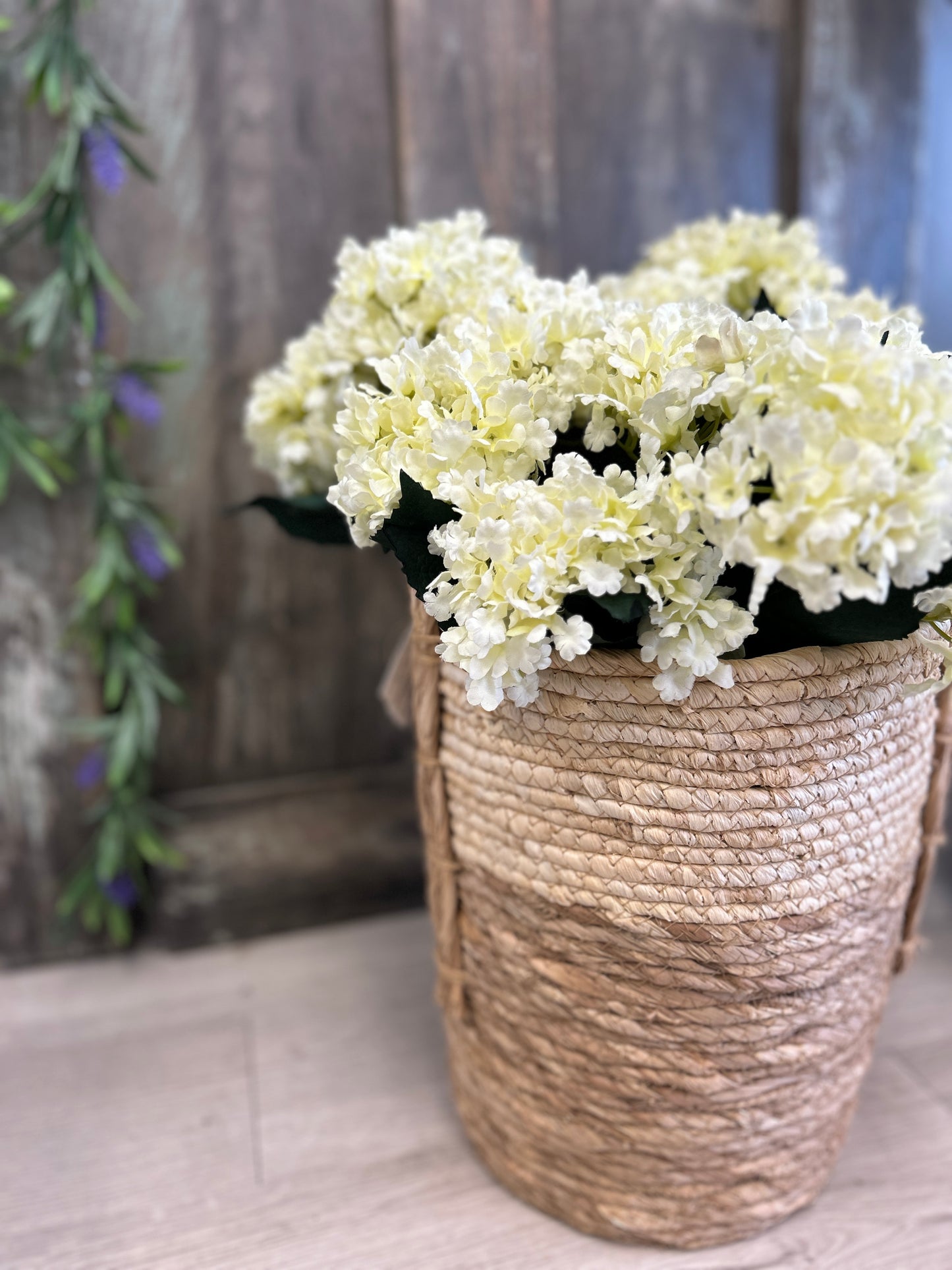 Cream Hydrangea Bush
