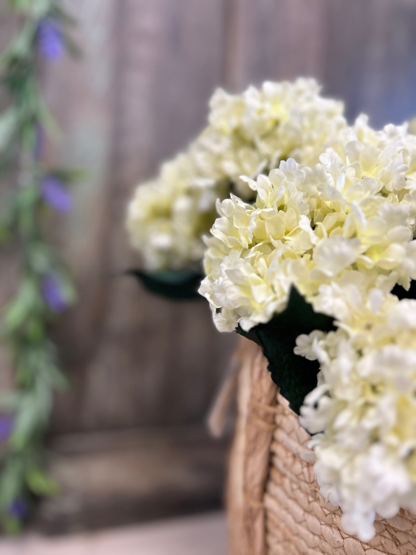 Cream Hydrangea Bush