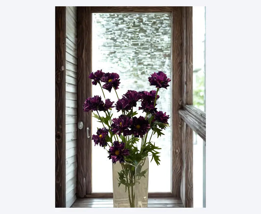 Ruffle Cosmos Bush 20″ – Purple