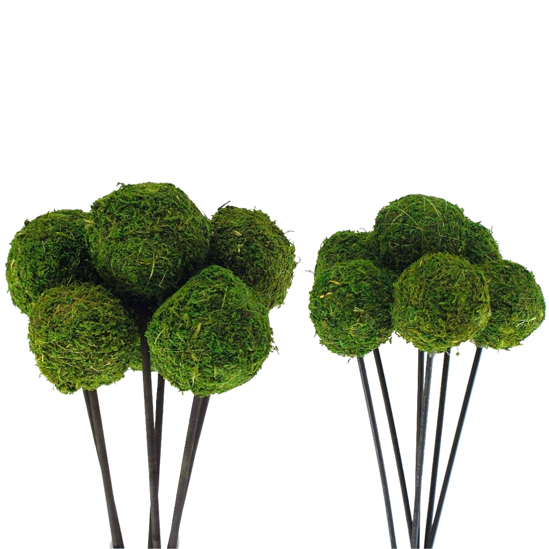 Moss Ball Stem
