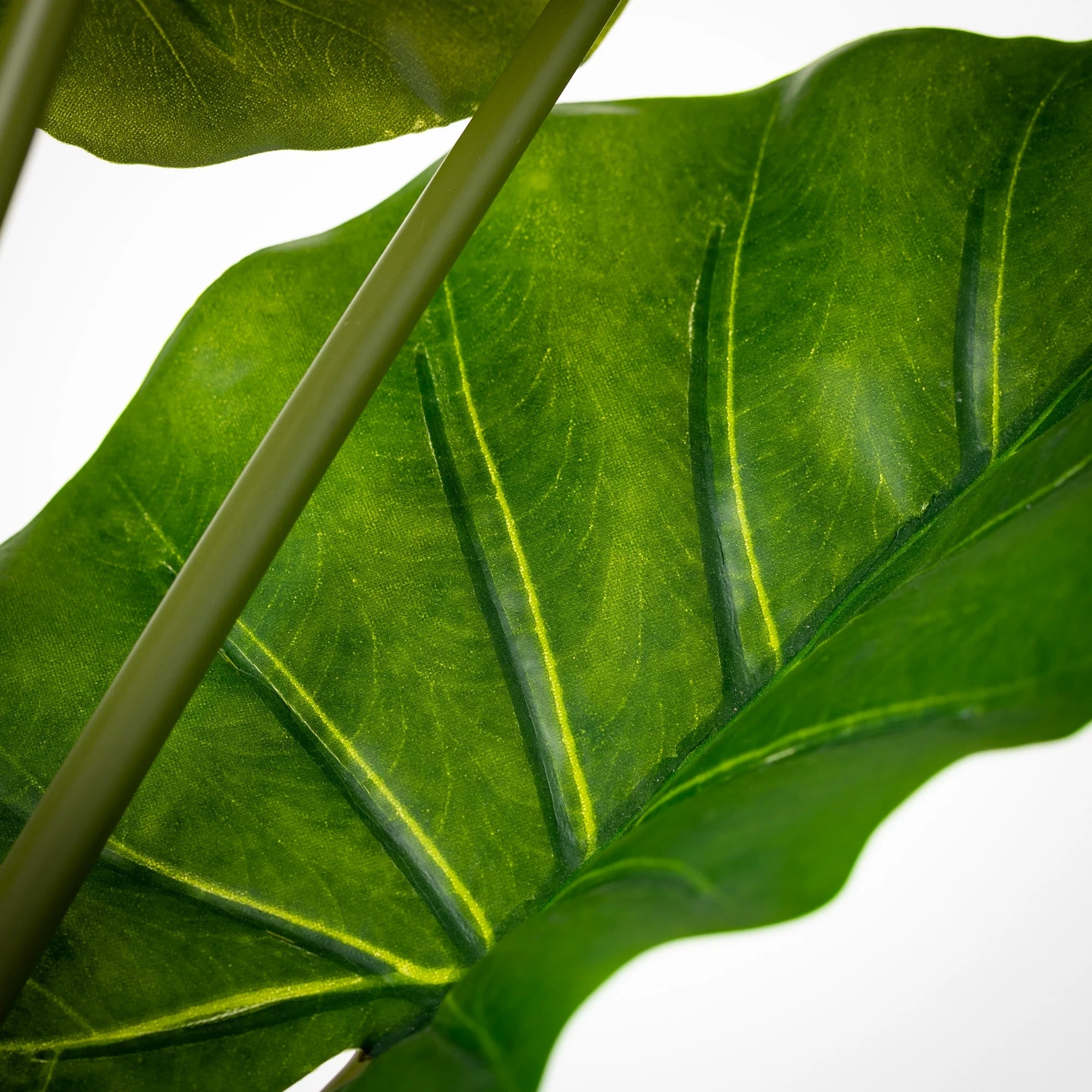 Potted Syngonium Palm