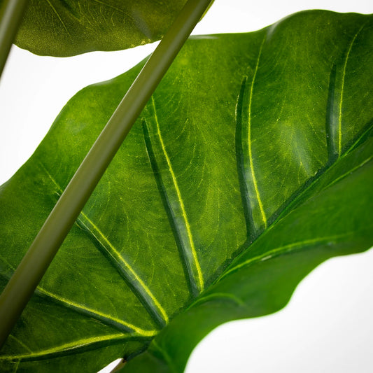 Potted Syngonium Palm