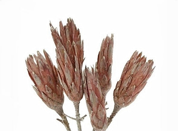 Stem Protea Flower Pink Washed