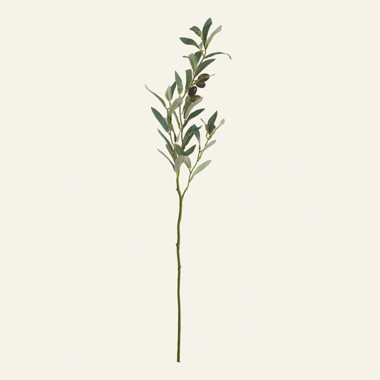 Olive Branch