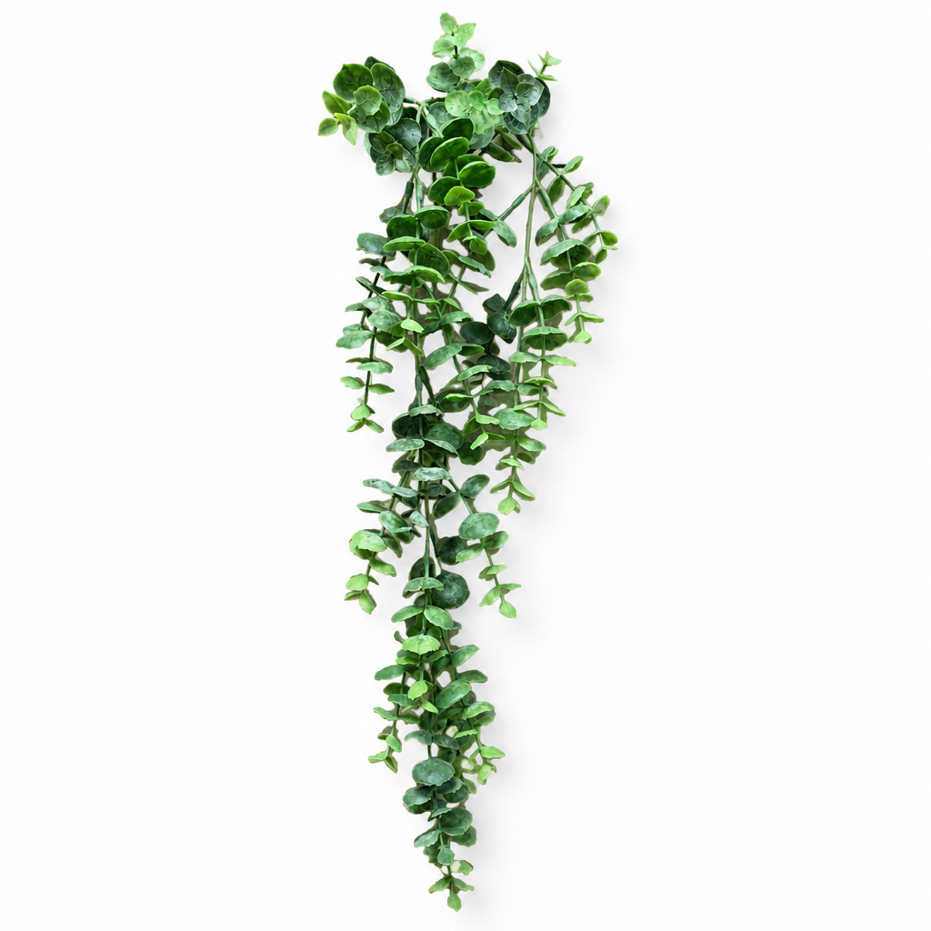 Eucalyptus Vine