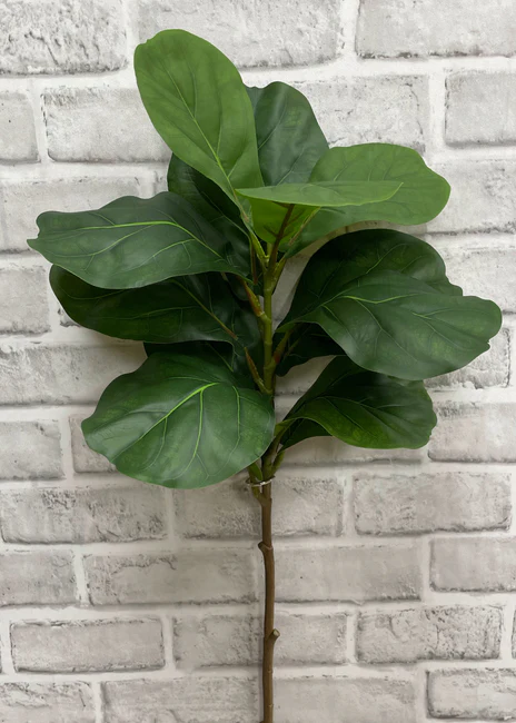 Fiddle Leaf Stem