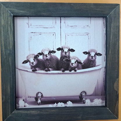 Bath Tub Sheep  Picture