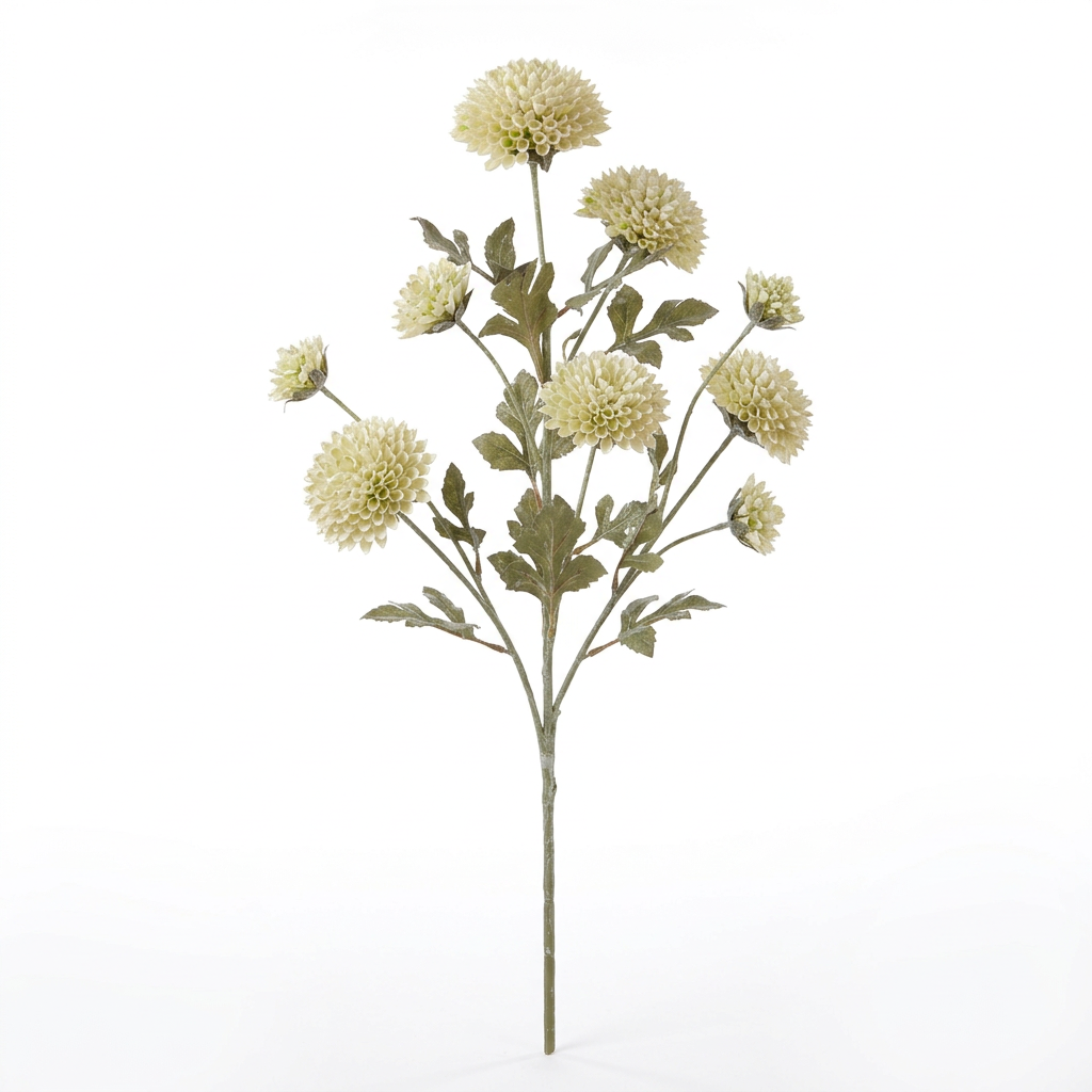 Cream Scabious Spray